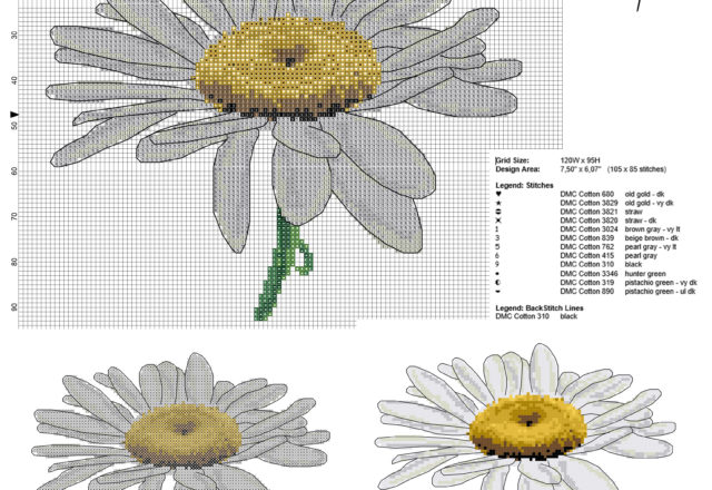 A beautiful daisy flower cross stitch pattern with back stitch