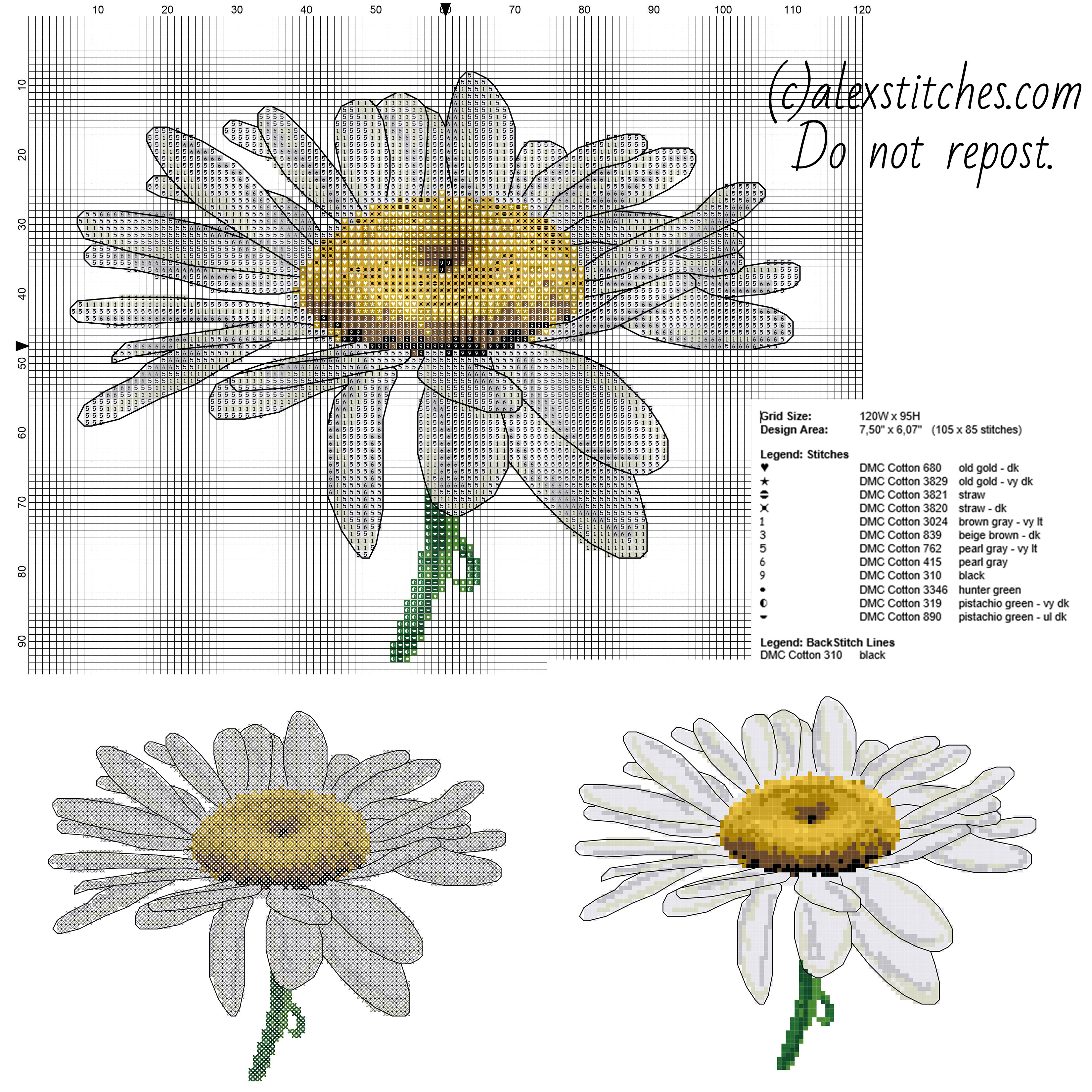 A beautiful daisy flower cross stitch pattern with back stitch